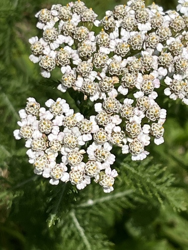 Achillea borealis (Milfoil) — photo