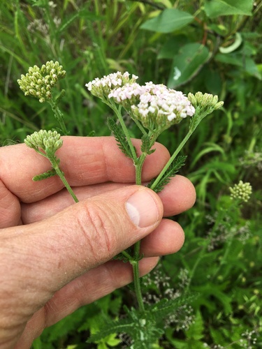 Achillea borealis (Milfoil) — photo