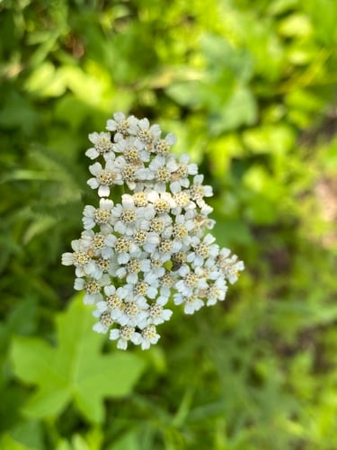 Achillea borealis