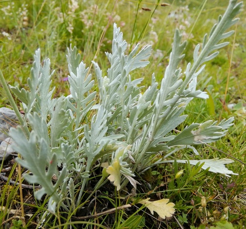 Achillea clavennae (Bitter yarrow) — photo