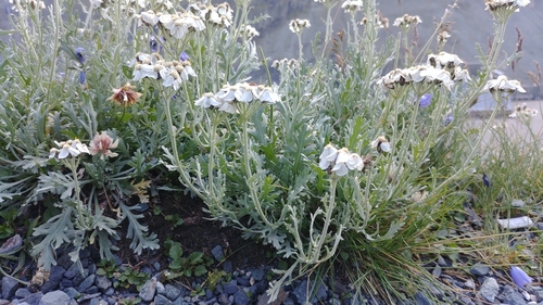 Achillea clavennae (Bitter yarrow) — photo