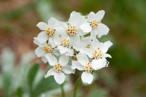 Achillea clavennae
