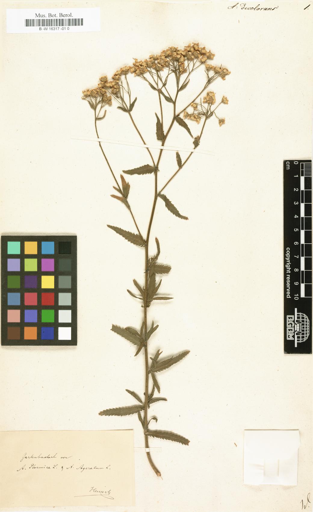 Achillea decolorans (Garden mace) — photo