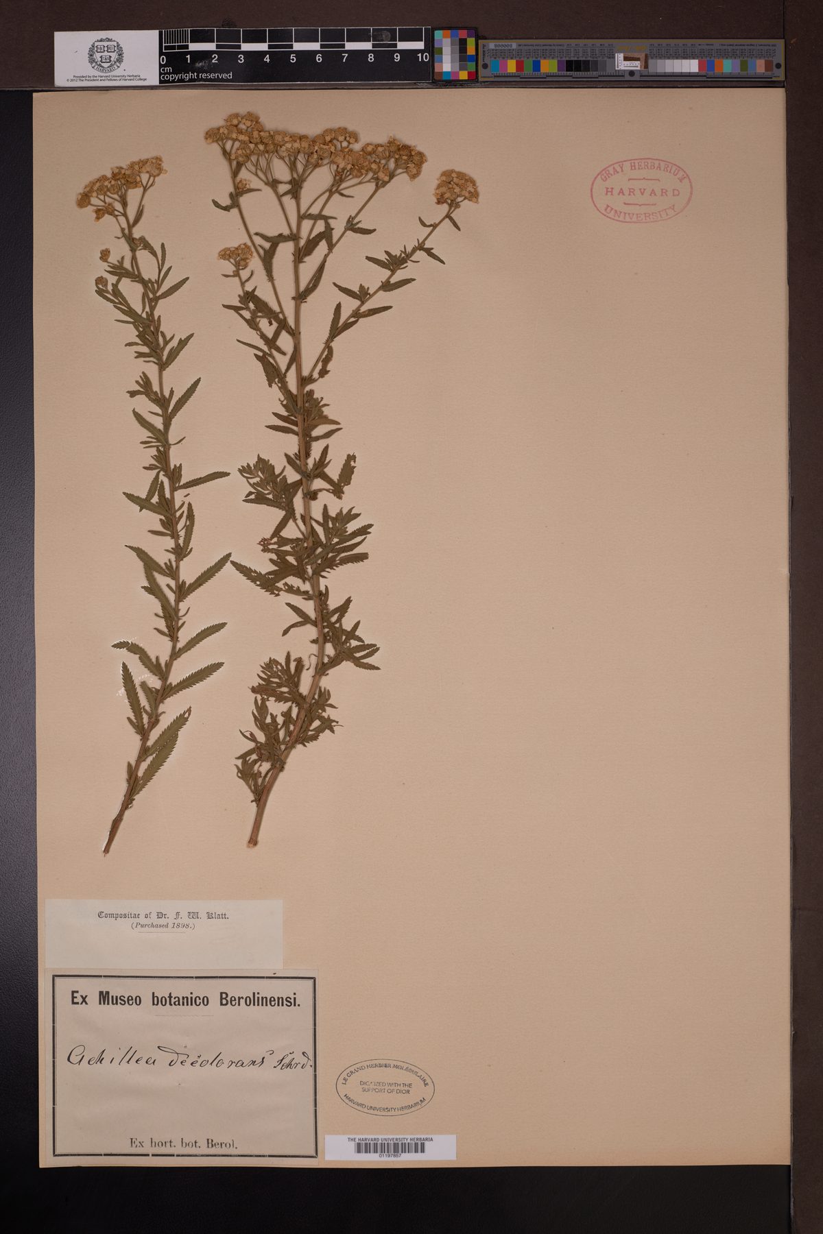 Achillea decolorans (Garden mace) — photo
