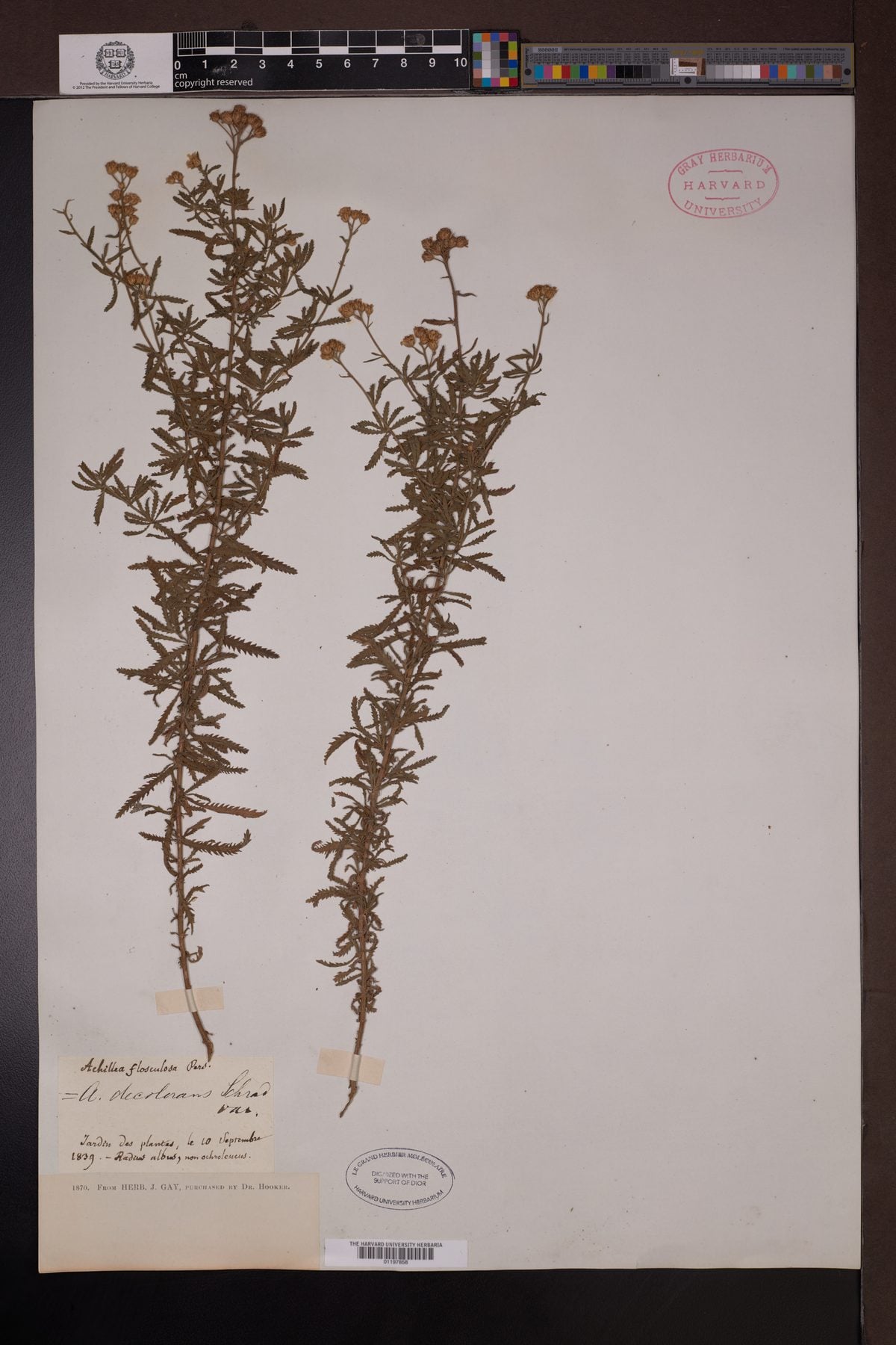 Achillea decolorans
