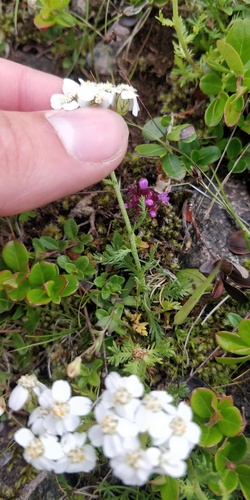 Achillea erba-rotta subsp. moschata (Musk yarrow) — photo