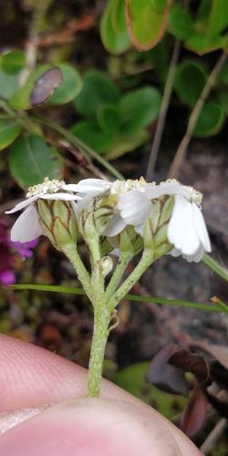 Achillea erba-rotta subsp. moschata (Musk yarrow) — photo