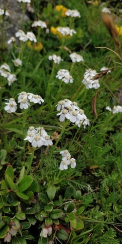 Achillea erba-rotta subsp. moschata