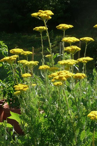 Achillea filipendulina (Cloth of Gold Yarrow) — photo