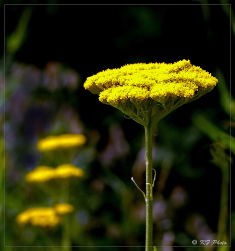 Achillea filipendulina (Cloth of Gold Yarrow) — photo