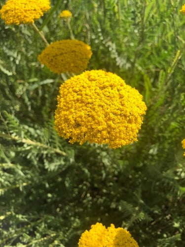 Achillea filipendulina