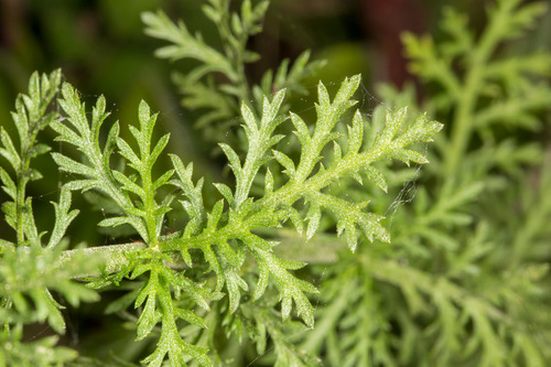 Achillea ligustica (Milfoil) — photo