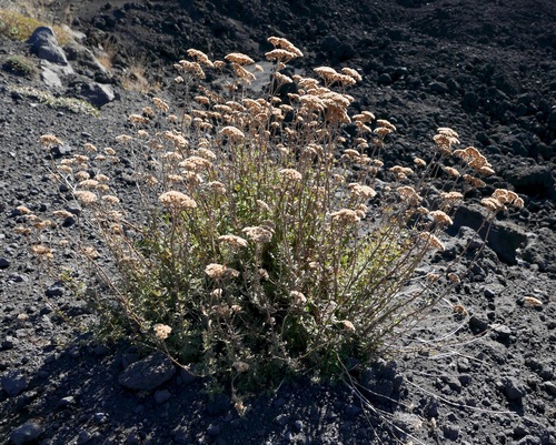 Achillea ligustica (Milfoil) — photo