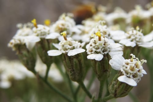 Achillea millefolium (Yarrow) — photo