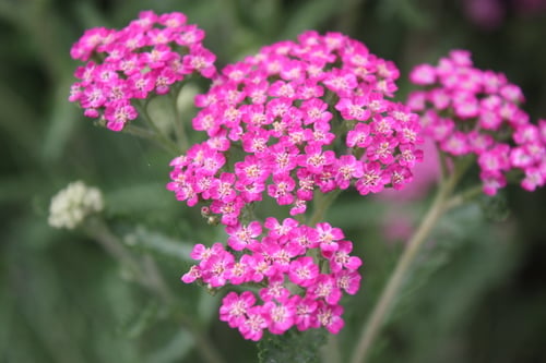 Achillea millefolium (Yarrow) — photo