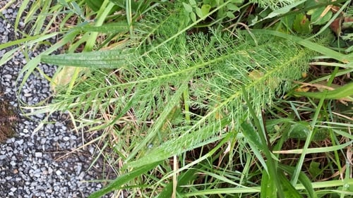 Achillea millefolium