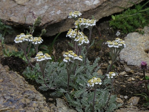 Achillea nana (Glacier chamomile) — photo