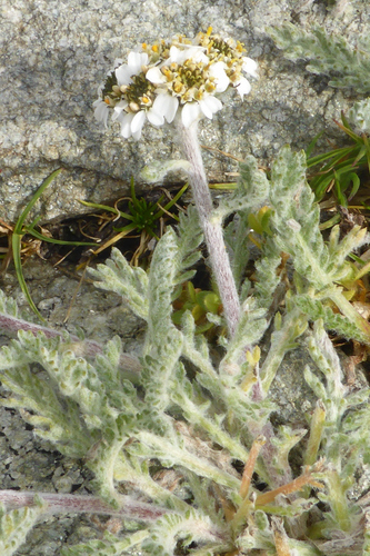 Achillea nana (Glacier chamomile) — photo