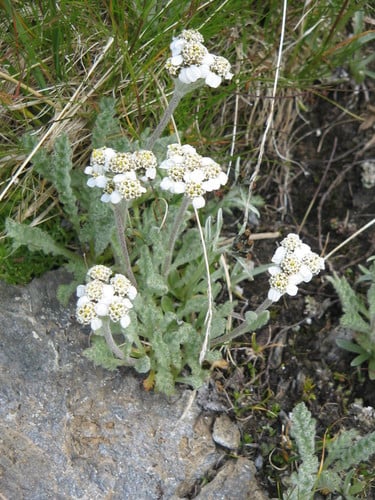 Achillea nana