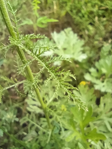 Achillea nobilis (Noble milfoil) — photo