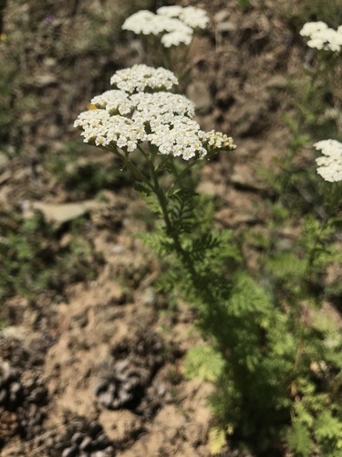Achillea nobilis (Noble milfoil) — photo
