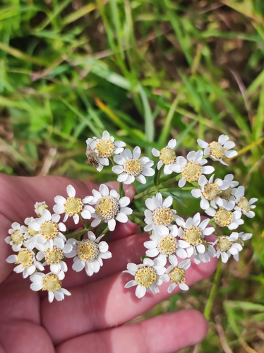 Achillea ptarmica (Sneeze-wort) — photo
