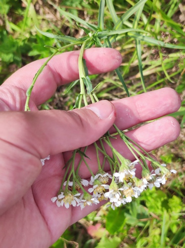 Achillea ptarmica (Sneeze-wort) — photo
