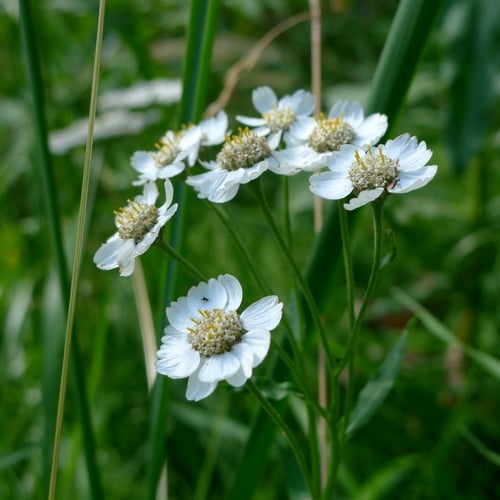 Achillea ptarmica