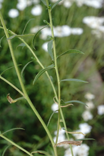 Achillea ptarmicifolia — photo