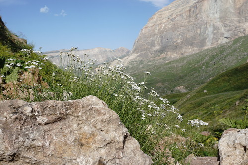 Achillea ptarmicifolia — photo
