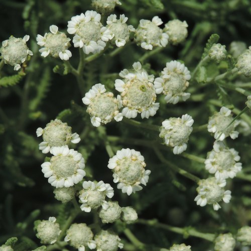 Achillea santolinoides subsp. wilhelmsii — photo