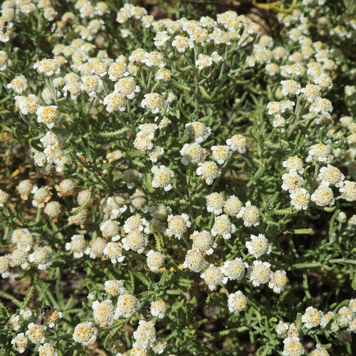 Achillea santolinoides subsp. wilhelmsii — photo