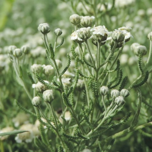 Achillea santolinoides subsp. wilhelmsii