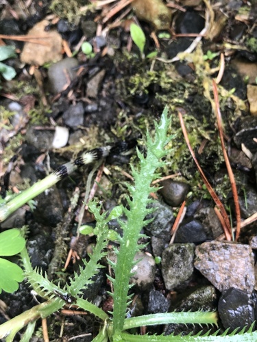 Achillea sibirica (Siberian yarrow) — photo