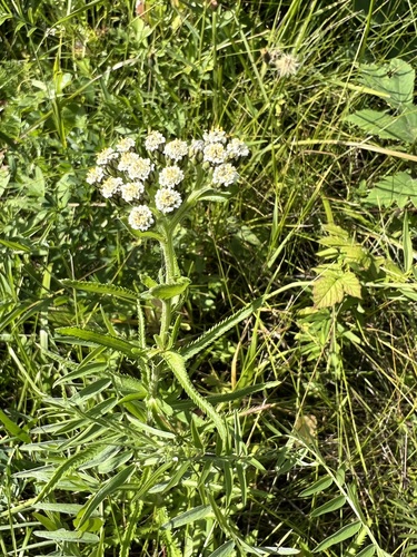 Achillea sibirica (Siberian yarrow) — photo
