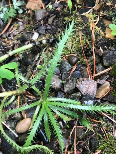Achillea sibirica