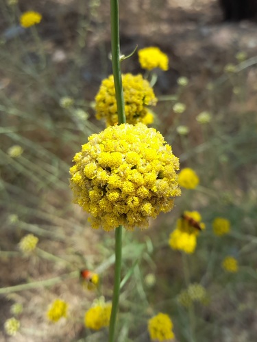 Achillea tenuifolia — photo