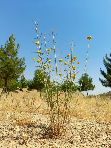 Achillea tenuifolia — photo