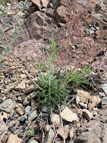 Achillea tenuifolia