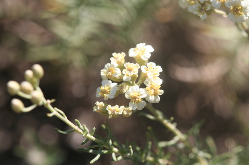 Achillea teretifolia — photo
