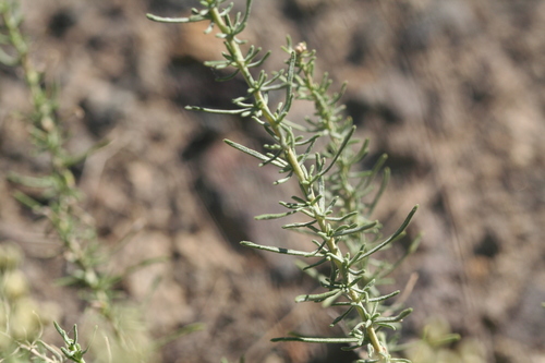 Achillea teretifolia — photo