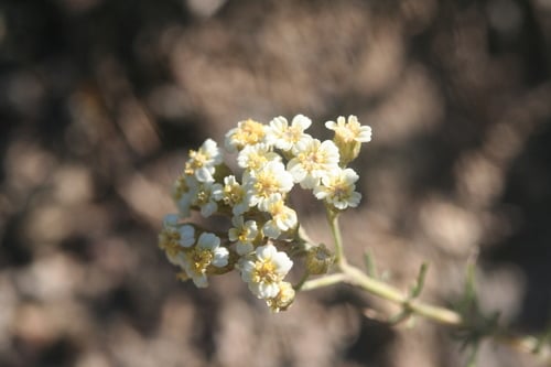 Achillea teretifolia