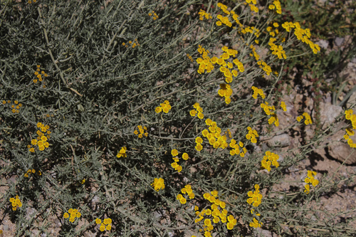 Achillea vermicularis — photo