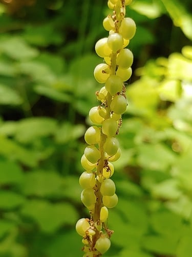 Achlys triphylla (Vanilla leaf) — photo