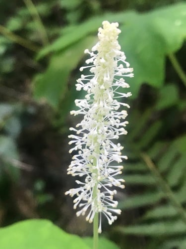 Achlys triphylla