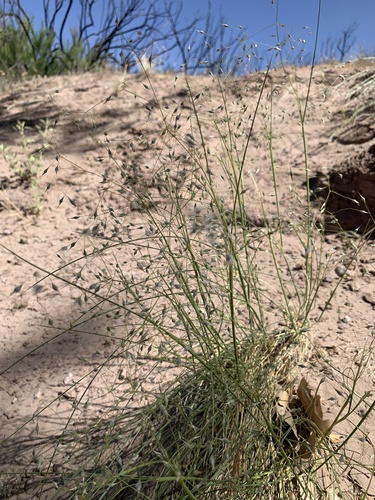 Achnatherum hymenoides (Indian ricegrass) — photo