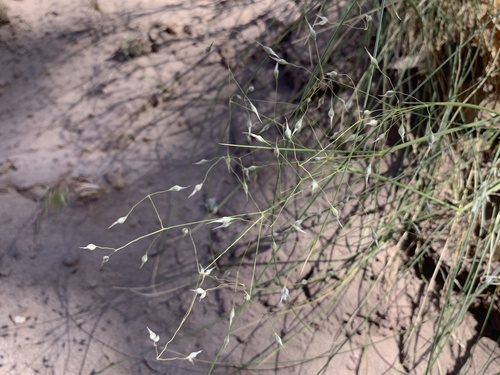 Achnatherum hymenoides (Indian ricegrass) — photo