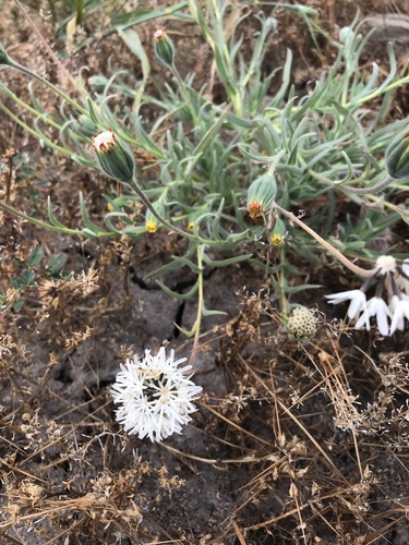Achyrachaena mollis (Blow wives) — photo