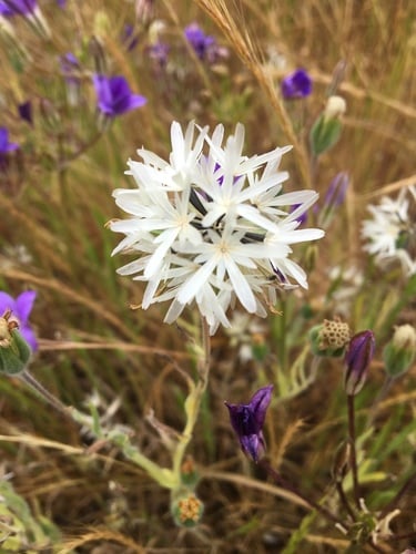 Achyrachaena mollis
