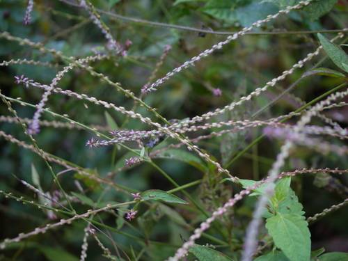 Achyranthes aspera (Chaff-flower) — photo
